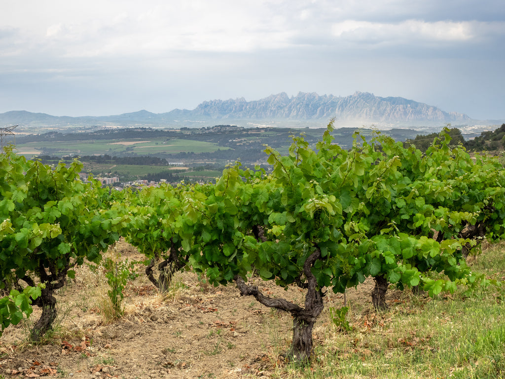 The wines of Catalonia (part 1)